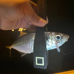 マアジの釣果