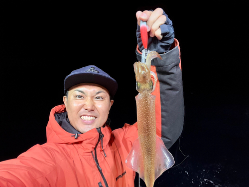 ヤリイカの釣果