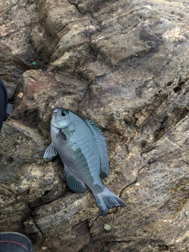 グレの釣果