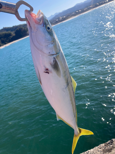 ハマチの釣果