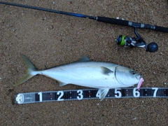 メジロの釣果