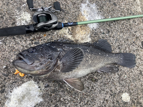 クロソイの釣果