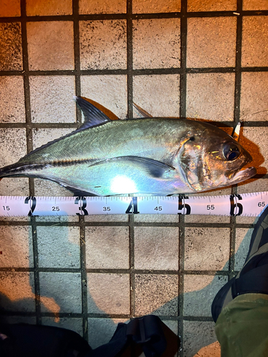 オニヒラアジの釣果