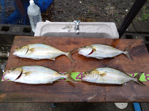 ネリゴの釣果