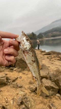 ハスの釣果