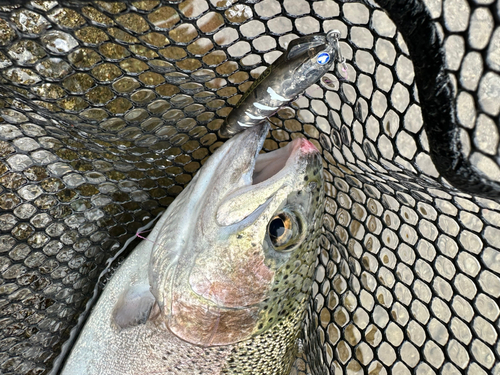 トラウトの釣果