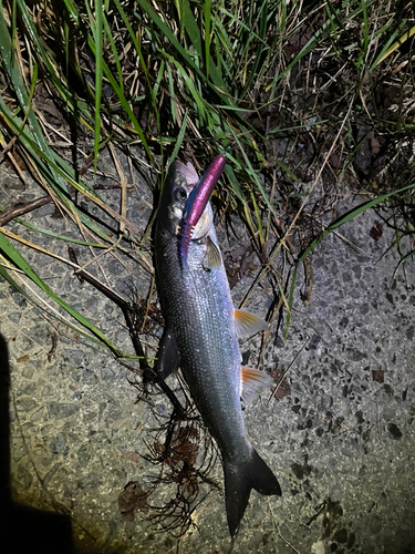 マルタウグイの釣果