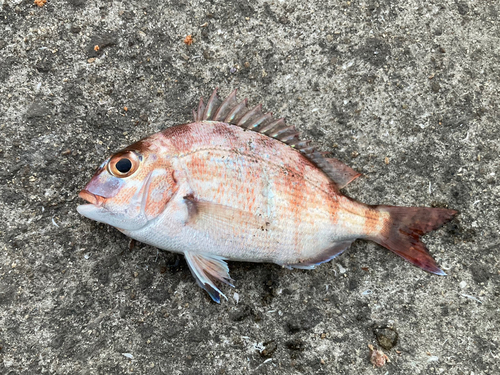 チャリコの釣果