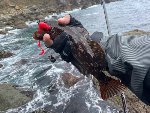 アイナメの釣果