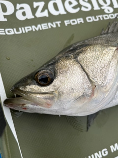 フッコ（マルスズキ）の釣果