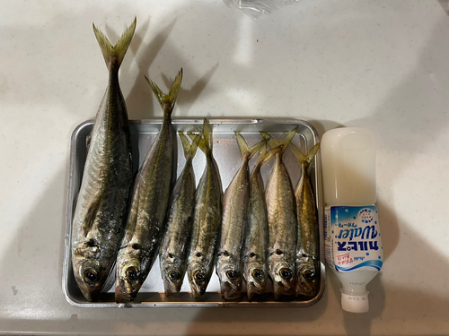 アジの釣果