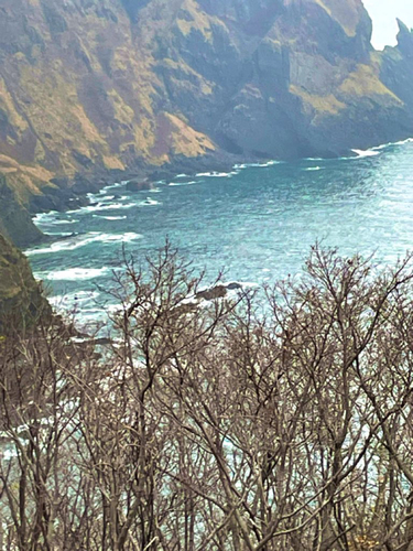 クロソイの釣果