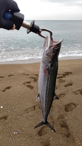 サゴシの釣果