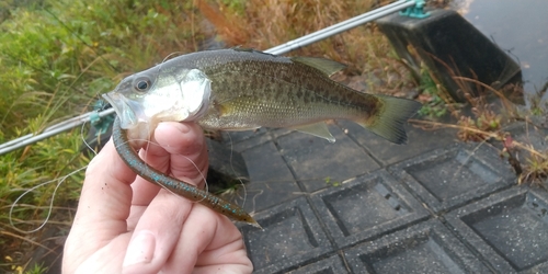 ブラックバスの釣果