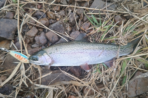 ニジマスの釣果