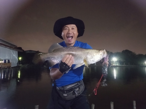 バラマンディの釣果