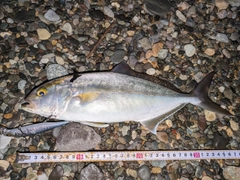 ショゴの釣果