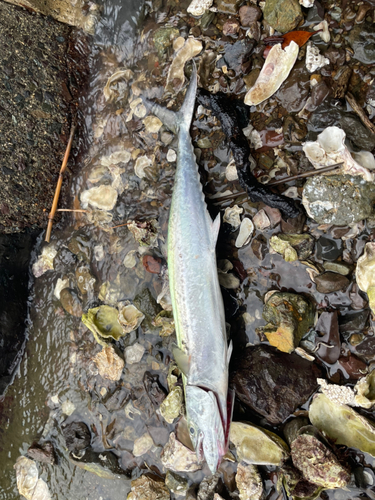 サゴシの釣果