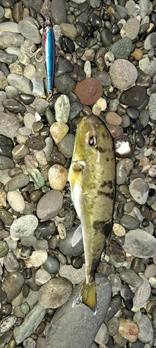 シロサバフグの釣果