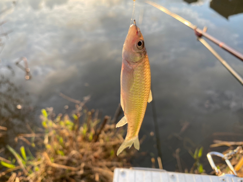 モロコの釣果