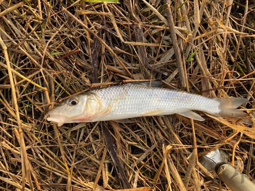 ニゴイの釣果