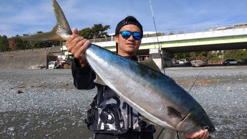 ブリの釣果