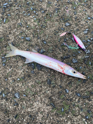 カマスの釣果