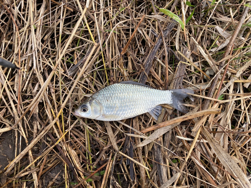 フナの釣果