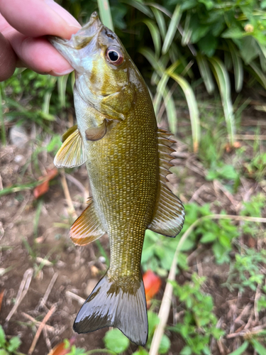 スモールマウスバスの釣果