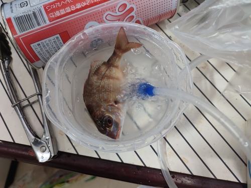 マダイの釣果