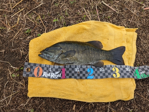 スモールマウスバスの釣果