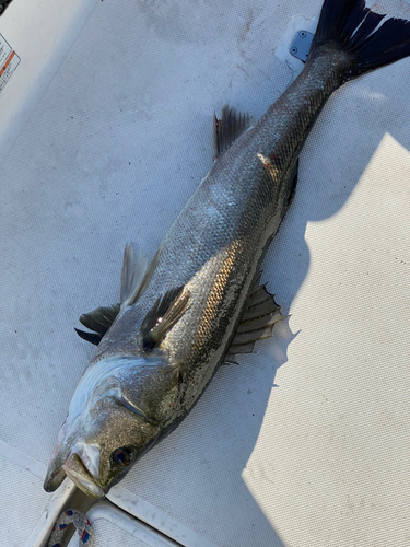 スズキの釣果