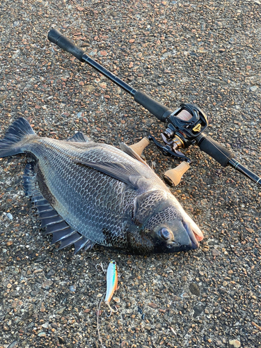 クロダイの釣果