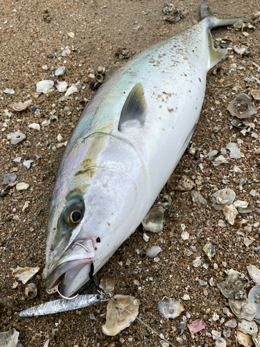 ハマチの釣果