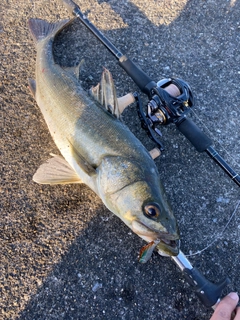 スズキの釣果