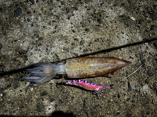 シロイカの釣果