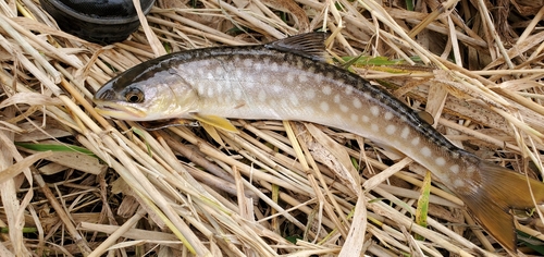 アメマスの釣果