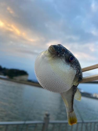 クサフグの釣果