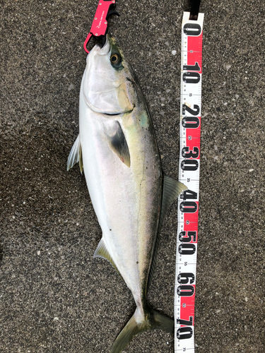 ハマチの釣果