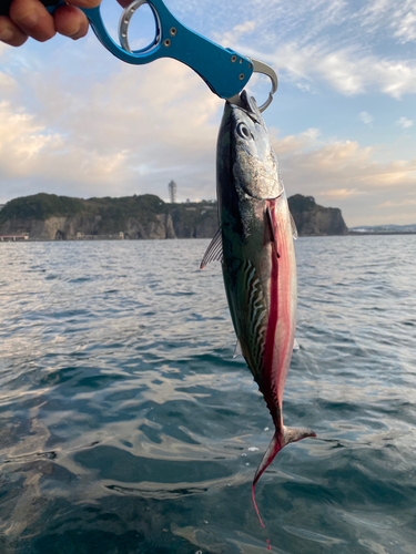 ヒラソウダの釣果