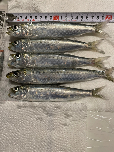 イワシの釣果