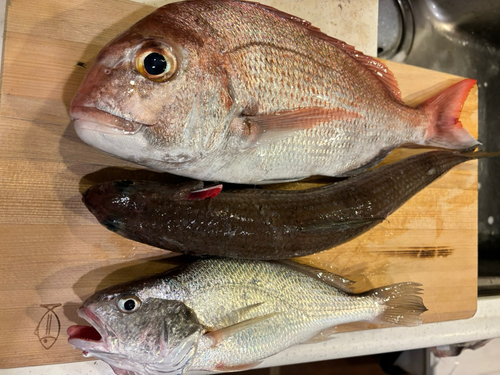 マダイの釣果