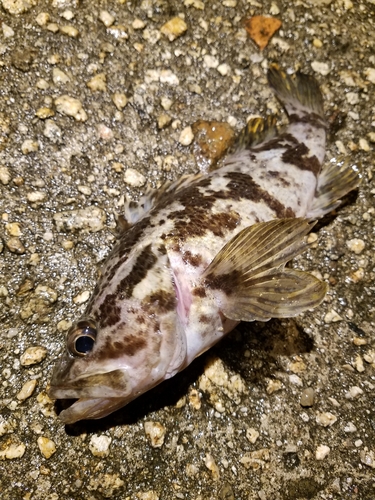 タケノコメバルの釣果