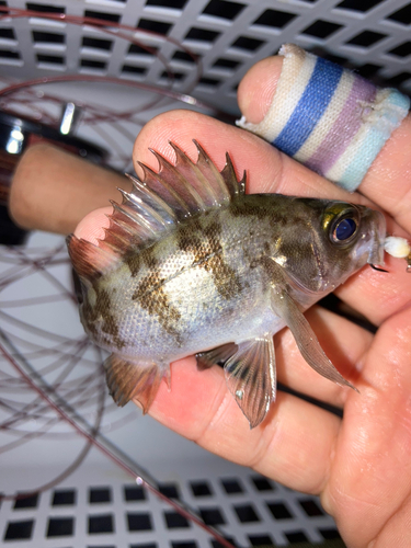 メバルの釣果