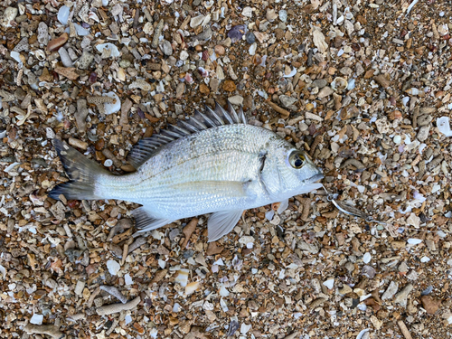 ミナミクロダイの釣果