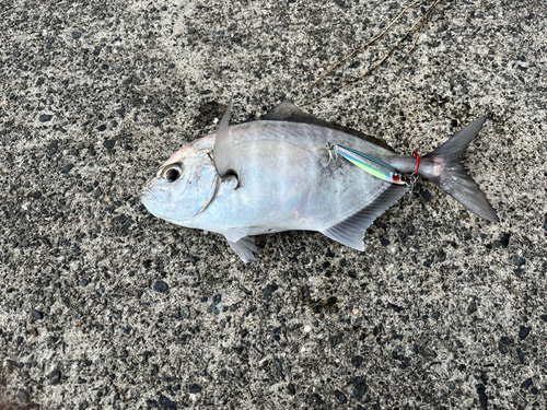 オキアジの釣果