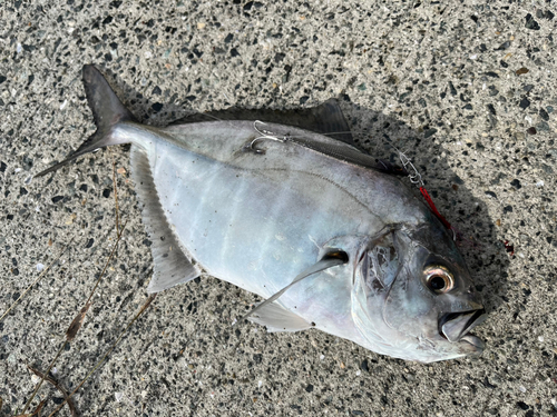 オキアジの釣果