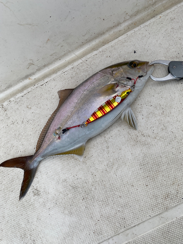 カンパチの釣果