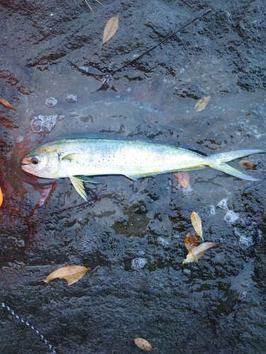 シイラの釣果