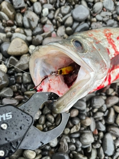 ヒラスズキの釣果